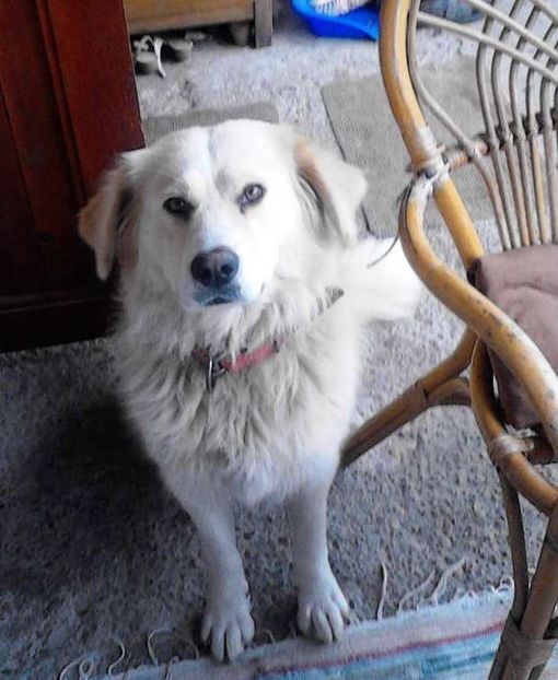  - prietenii cu botic