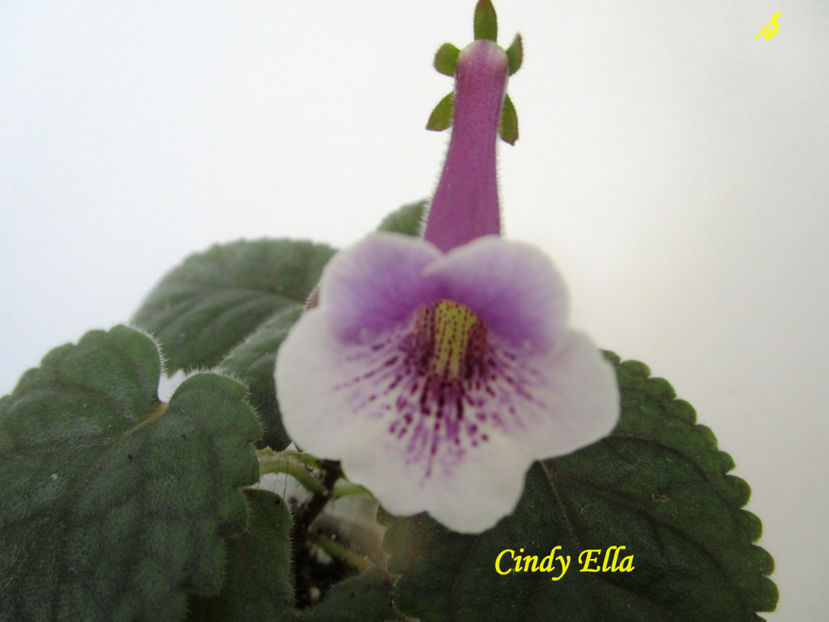 Cindy Ella(19-06-2018) - Sinningii 2018