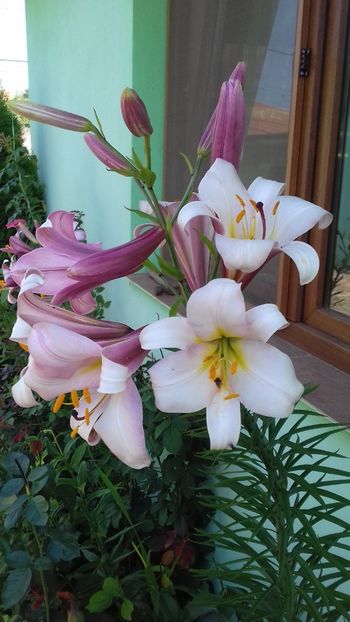 Parfumat - Crini 2018