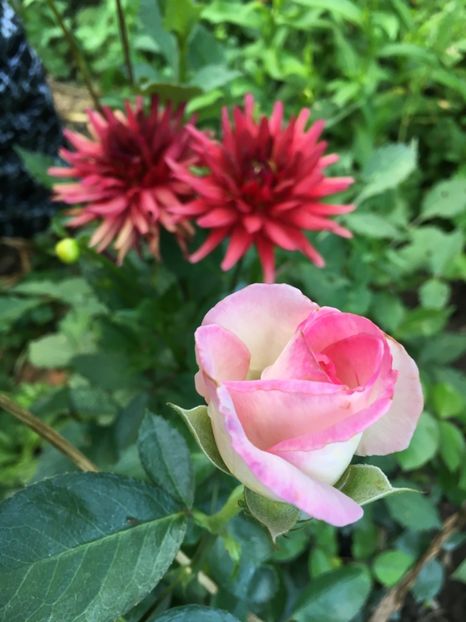 C3C8D1B5-DB5A-455D-86A6-0A984F13B4F9 - Dalii 2018