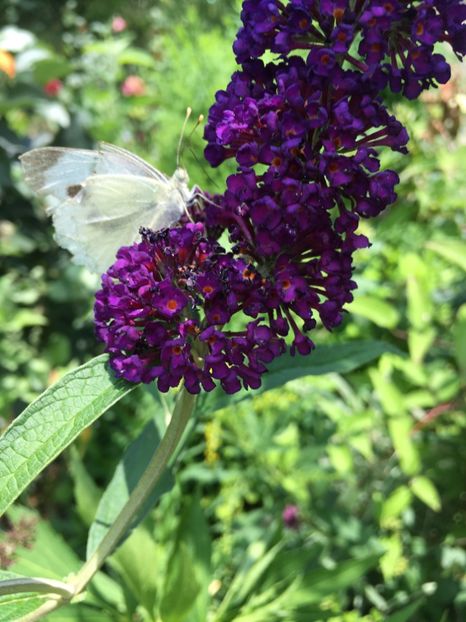 BAC19427-006F-4B3F-9FFD-2054A8B4B268 - Arbuști 2018