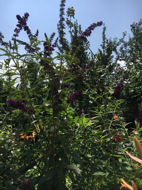 B9B9CB47-B264-4351-9582-90071D6780E1 - Arbuști 2018