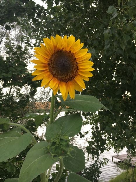 AD10BDDF-9A7B-486A-9502-DC3BFAAC9102 - Flori la balta 2018