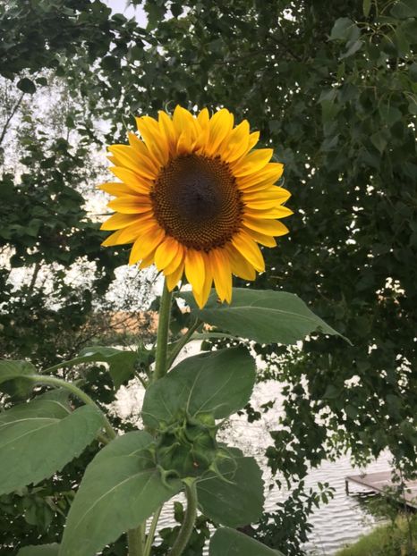 715C3D49-8452-48D5-ACB5-E432DE636467 - Flori la balta 2018