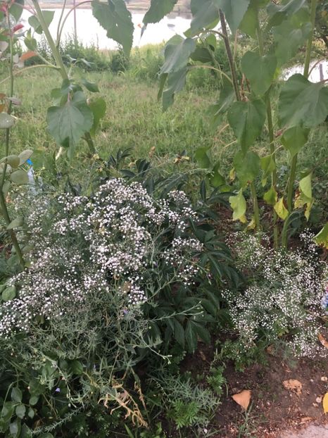 37C7D608-A4B8-4261-938C-1E47F1042B15 - Flori la balta 2018