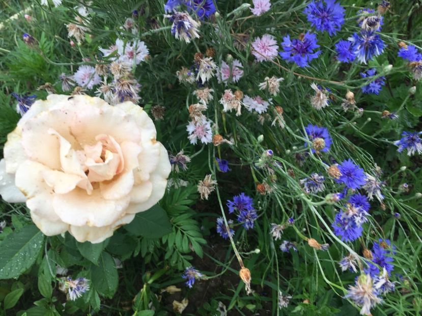 97818795-8F44-4B2F-A4E9-C66510FE933A - Flori la balta 2018