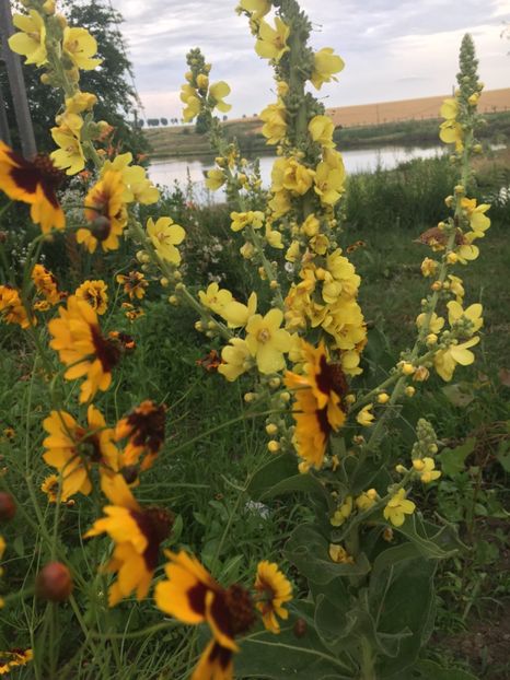 B301CA60-FC0B-48A9-8273-030521DDDB52 - Flori la balta 2018