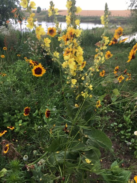 9A913867-D60D-4131-984E-39185B5B0DA9 - Flori la balta 2018