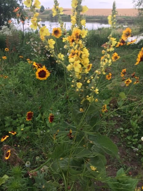 B4557D06-4621-4D8A-A5BD-99B887C884D2 - Flori la balta 2018