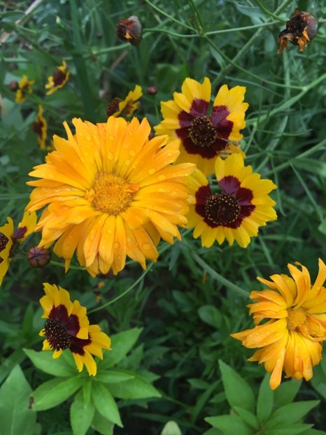 7DAAD1BB-E8F5-41E8-BAC6-158A6DB05E3D - Flori la balta 2018