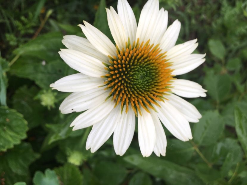 54824B77-3B38-49BD-9866-701ACA7A62D2 - Flori la balta 2018