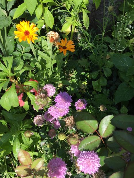 scabiosa - Flori de vara 2018