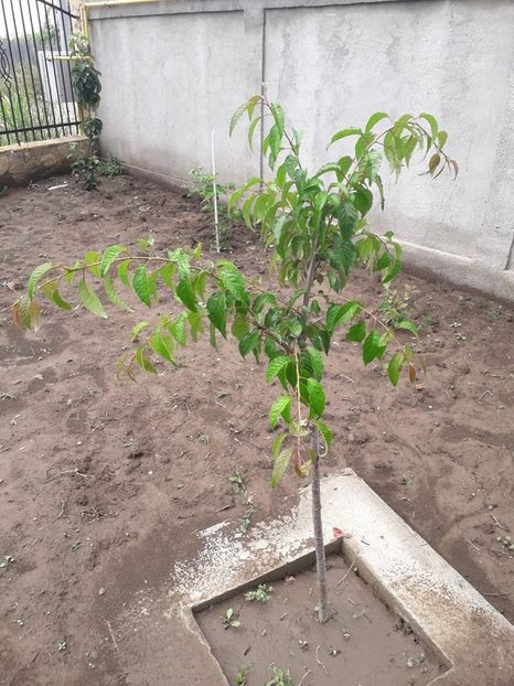 Cires japonez plangator - De prin gradina