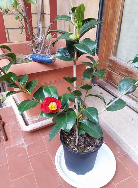 Camelia - De prin gradina