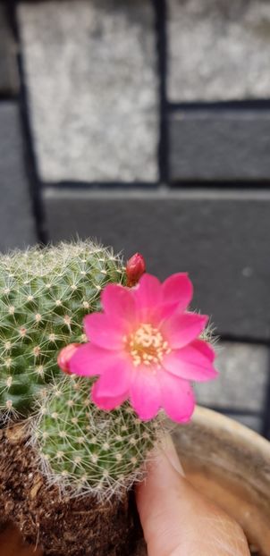 18.06.18 - CACTUSI