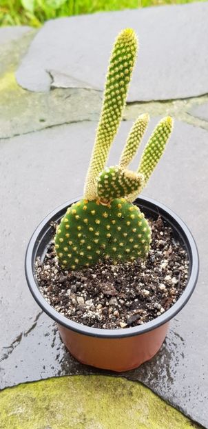 18.06.18 - CACTUSI