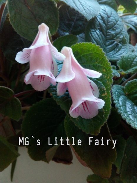 Sinningia MG`s Little Fairy - Sinningia hibrizi proprii seria MG S 2018