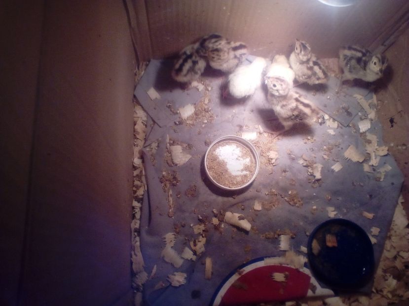 Puișori de comun și comun alb - Pui fazan 2018