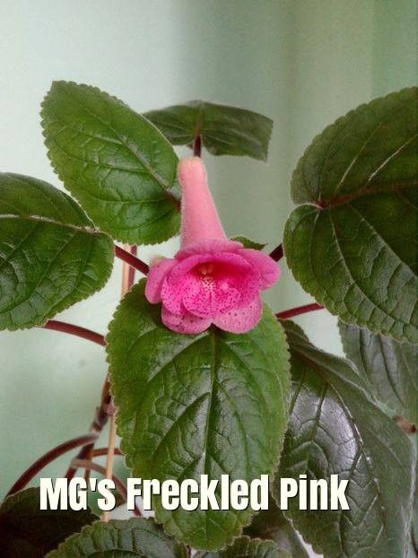 Sinningia  MG`s Freckled Pink - Sinningia hibrizi proprii seria MG S 2018