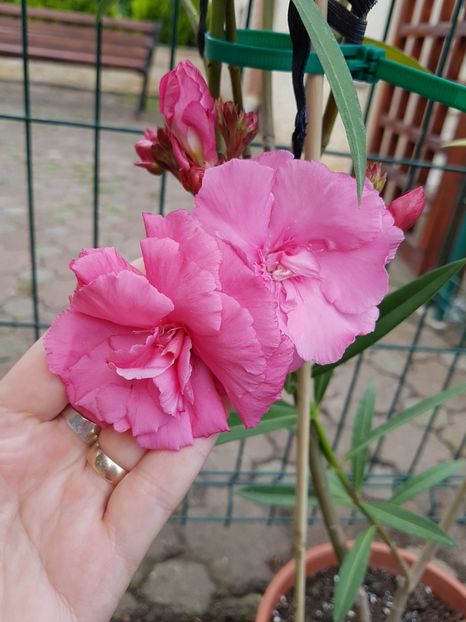 Roseum plenum 2-flori f mari si parfumate - Leandri 2018