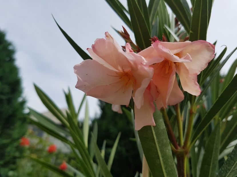 Apricot Queen - Leandri 2018