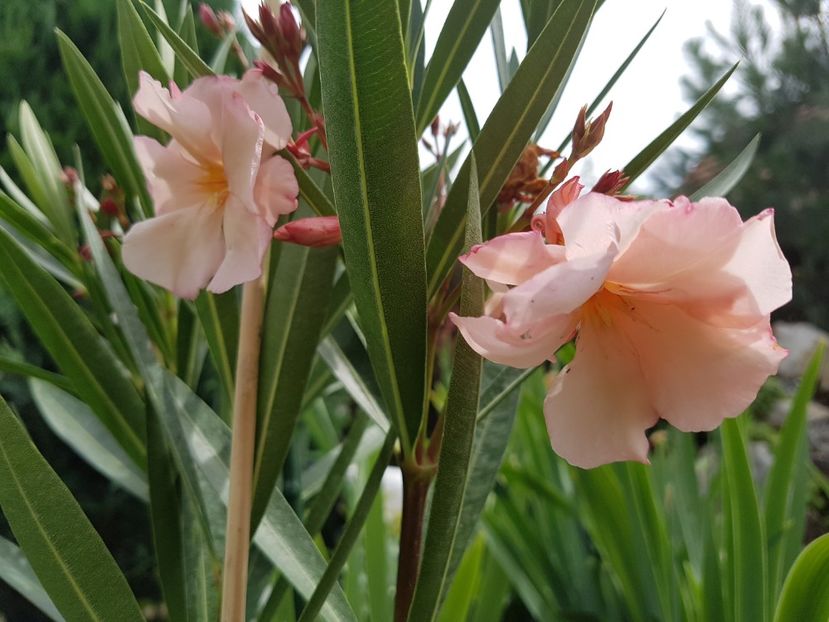 Apricot Queen-floare mare si dubla - Leandri 2018