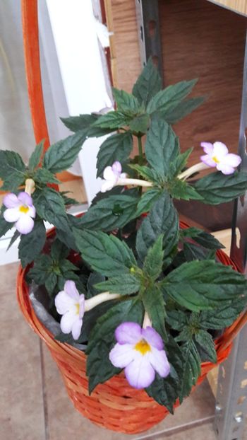 Daisy Boo - 09 Achimenes 2018