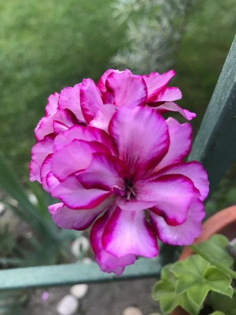 09956f33-1142-45ac-8a88-f33aef7f3cce - floricelele mele