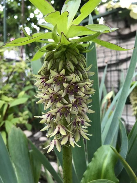 72991c03-4eb3-4153-8b5a-ef51ef2fa9f5 - floricelele mele