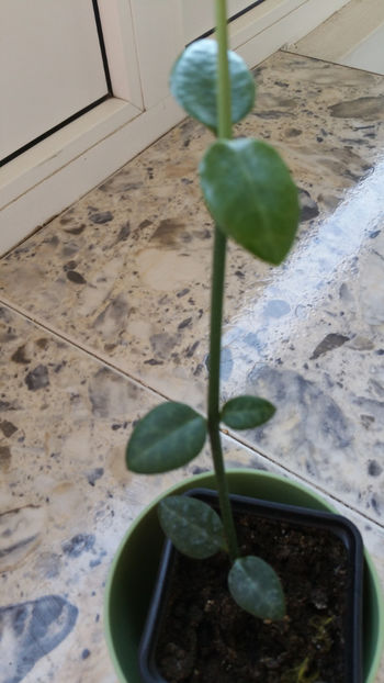  - Ceropegia Sandersonii