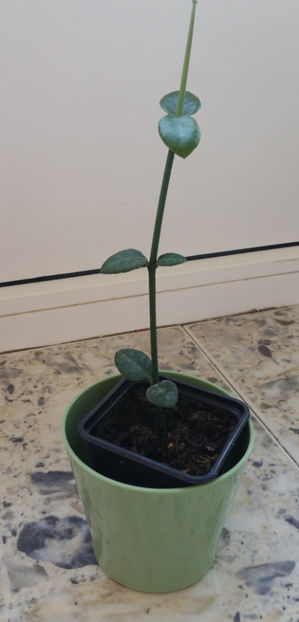  - Ceropegia Sandersonii