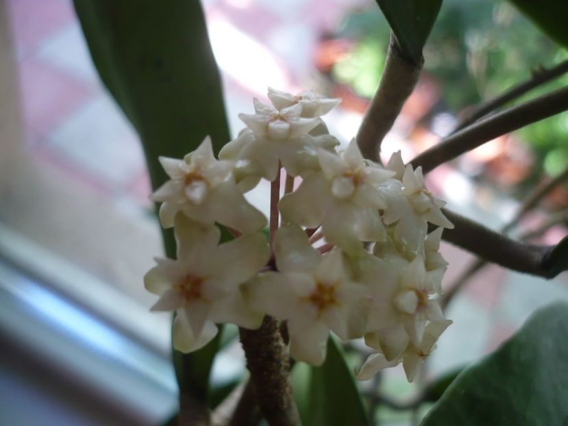 19.06.2018 - HOYA 2018-1