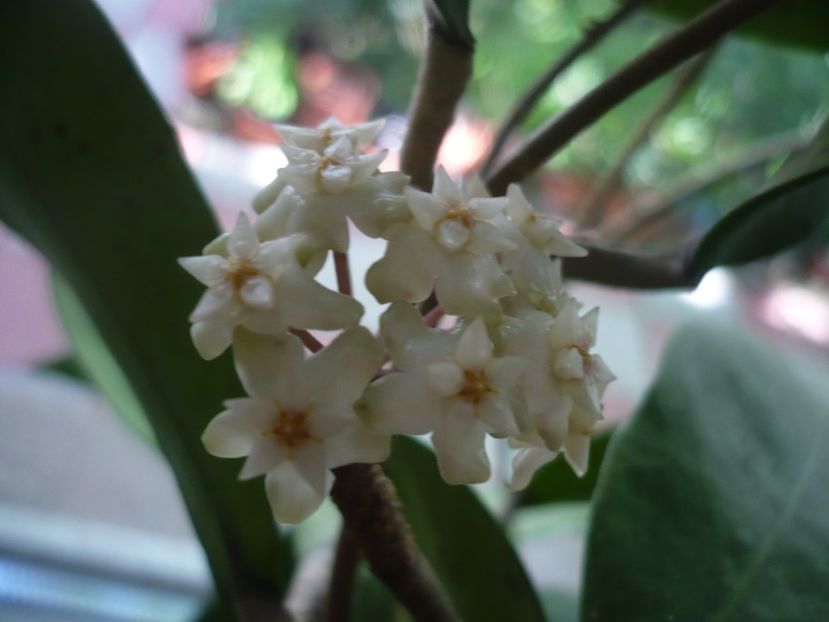 P1380153 - HOYA 2018-1