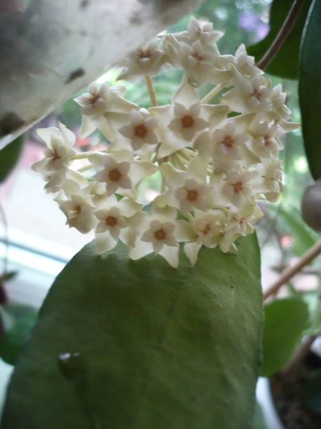 P1380155 - HOYA 2018-1