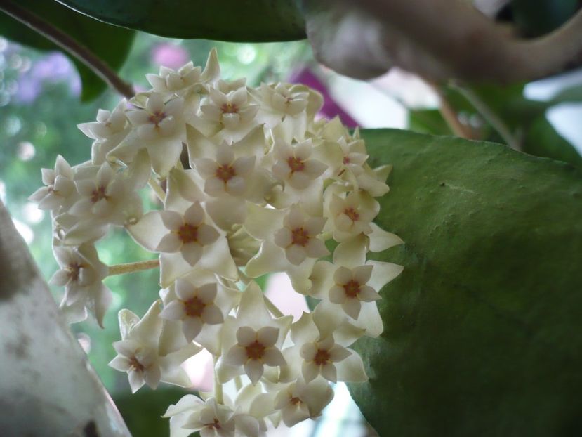 P1380156 - HOYA 2018-1