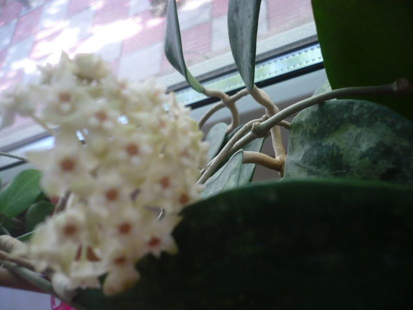 P1380157 - HOYA 2018-1