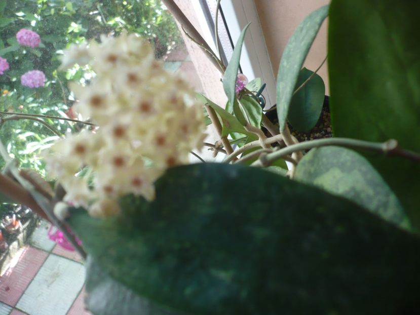 P1380158 - HOYA 2018-1