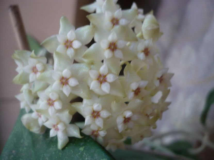 P1380162 - HOYA 2018-1