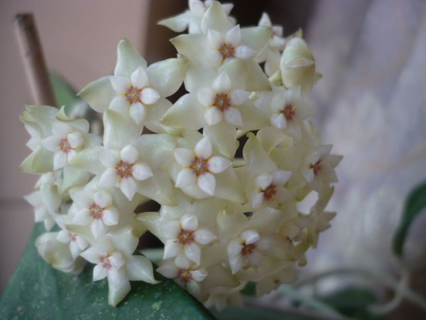 P1380163 - HOYA 2018-1