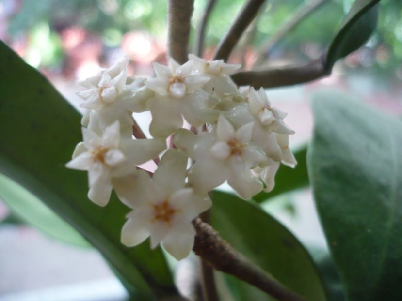 P1380165 - HOYA 2018-1