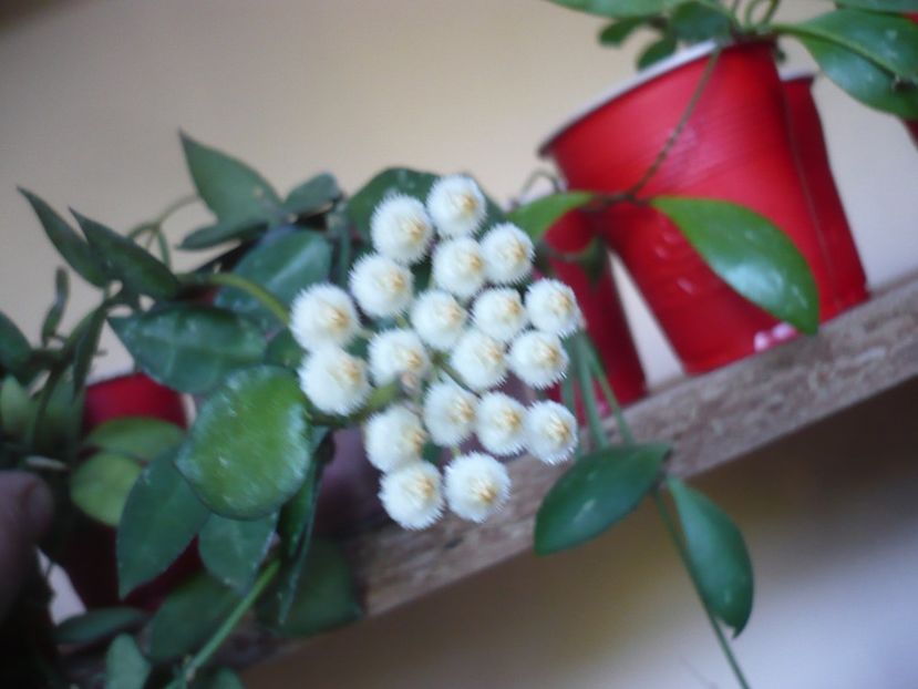 P1380167 - HOYA 2018-1