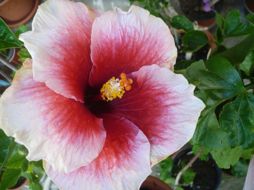 P1380170 - HIBISCUSI 2018-2