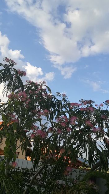  - Albitzia