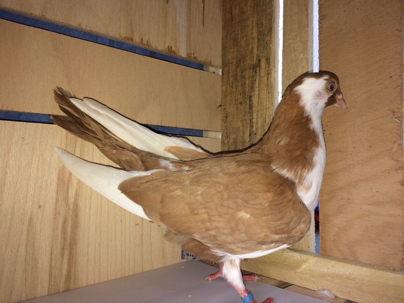 6983  mascul  2018 - Plecați ALBUM 2