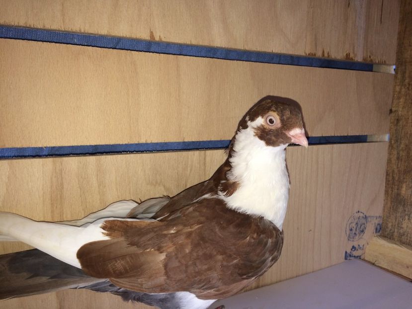 7062  mascul  2018 - Plecați ALBUM 2