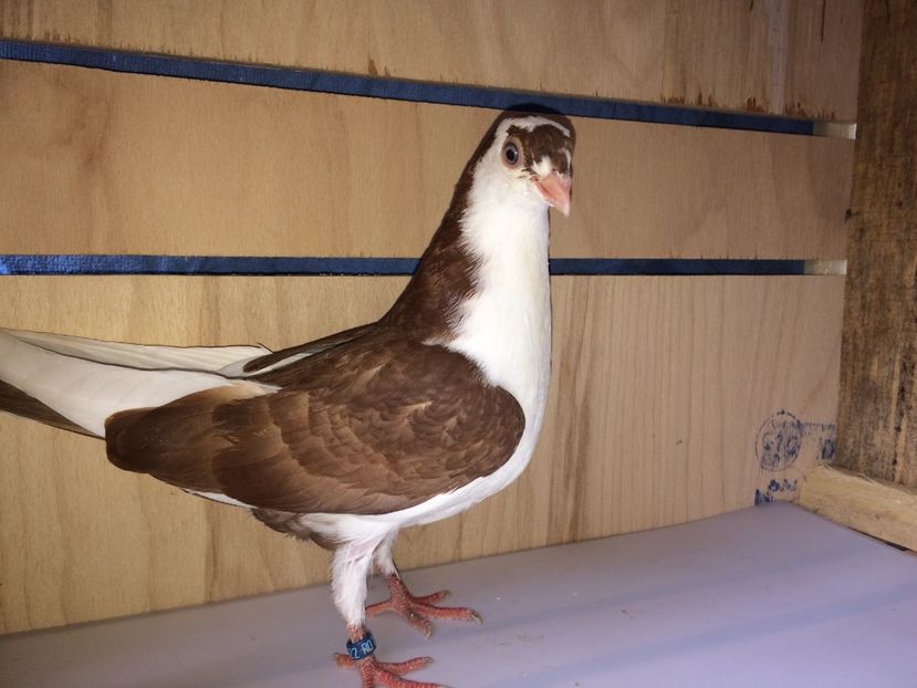 4522  femelă  2018 - Plecați ALBUM 2