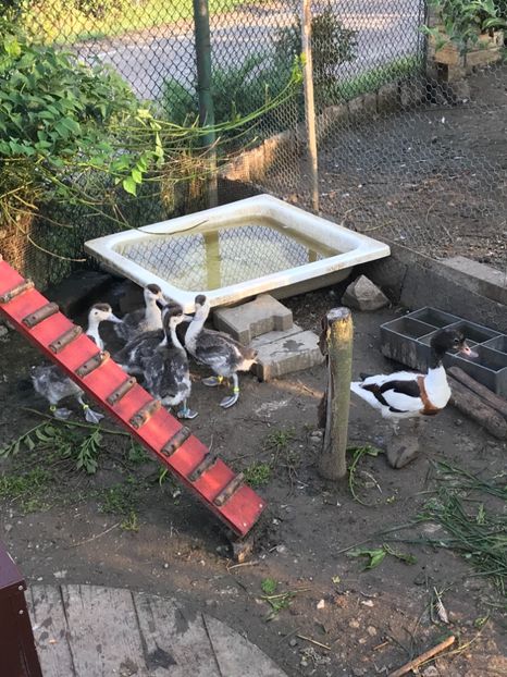 18 06 2018 - Califar Alb