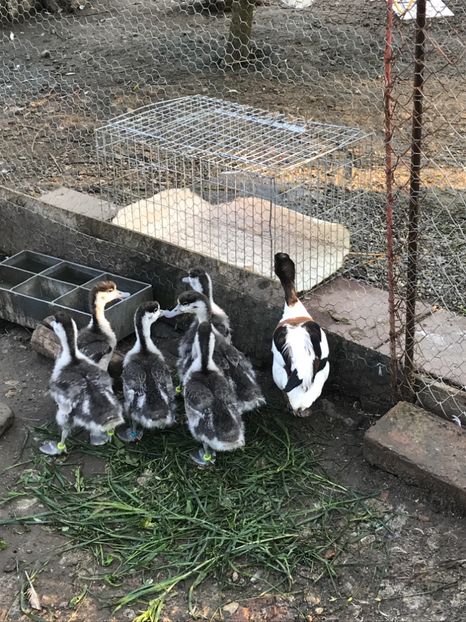 F7FEF29F-999C-4BBA-9CA5-703F5D7183C9 - Califar Alb