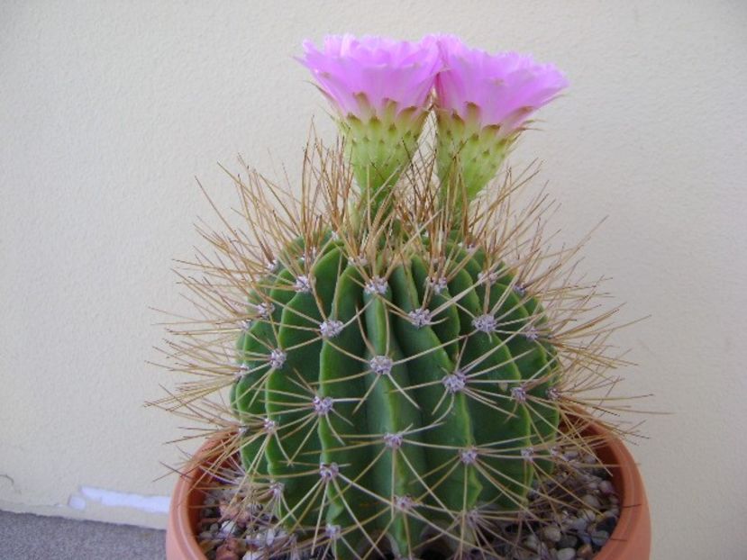 Acanthocalycium spiniflorum f. violaceum - Cactusi 2018 bis bis