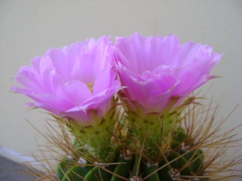 Acanthocalycium spiniflorum f. violaceum - Cactusi 2018 bis bis